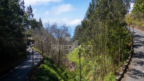 Terreno rústico numa zona verdejante com vista mar