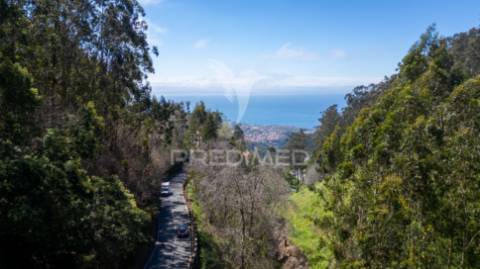 Terreno rústico numa zona verdejante com vista mar