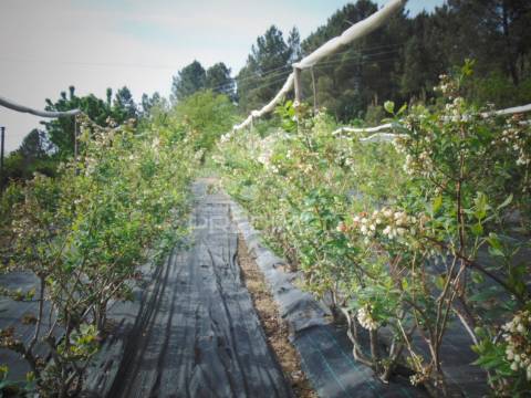 Terreno urbanizável em torgueda - vila real