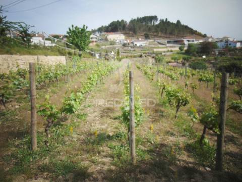Terreno urbanizável em torgueda - vila real