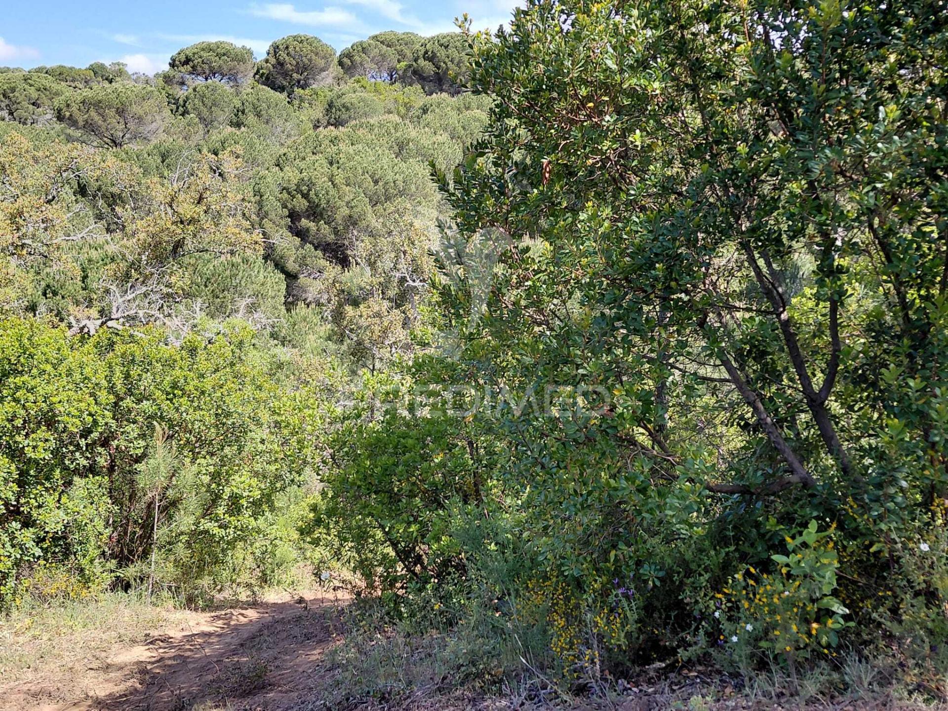 Terreno rústico com viabilidade para hotel rural, s.francisco da serra.