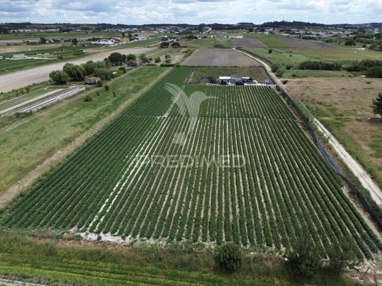 Terreno rústico com furo e poço em alpiarça – 11.040 m²
