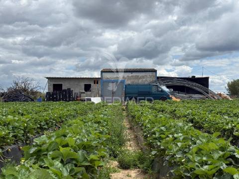 Terreno rústico com furo e poço em alpiarça – 11.040 m²