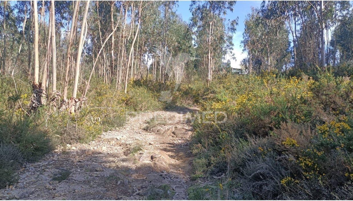 Terreno florestal em nogueira e silva escura