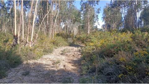 Terreno florestal em nogueira e silva escura