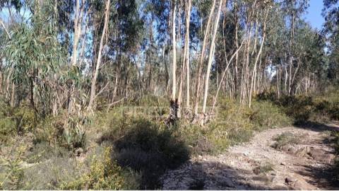 Terreno florestal em nogueira e silva escura