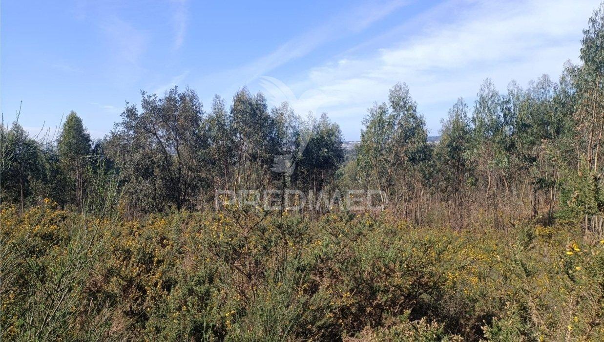 Terreno florestal em nogueira e silva escura