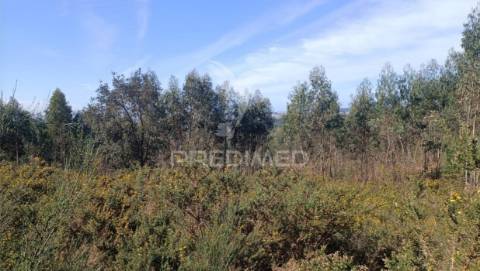 Terreno florestal em nogueira e silva escura