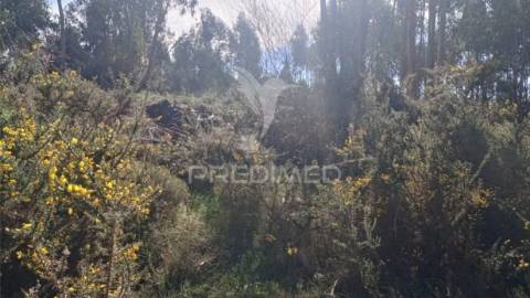 Terreno florestal em nogueira e silva escura