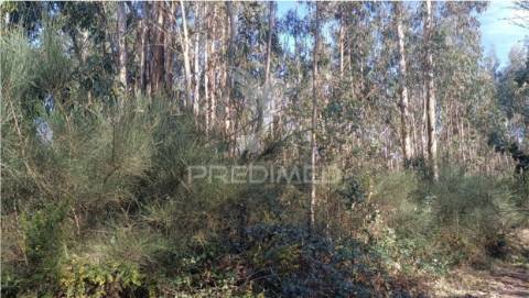 Terreno florestal em nogueira e silva escura
