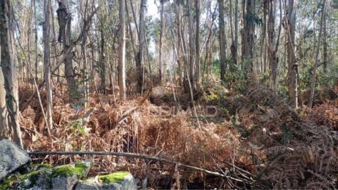 Terreno florestal em nogueira e silva escura