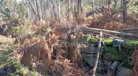 Terreno florestal em nogueira e silva escura