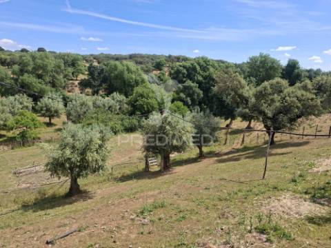 Quinta t3+1 em pardais - vila viçosa
