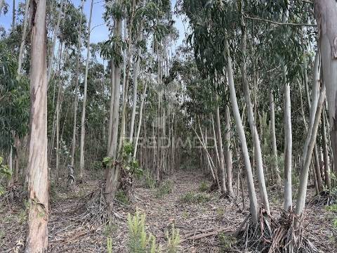 Refúgio exclusivo: propriedade de 4 hectares com moradia de conforto. próxima do mar.