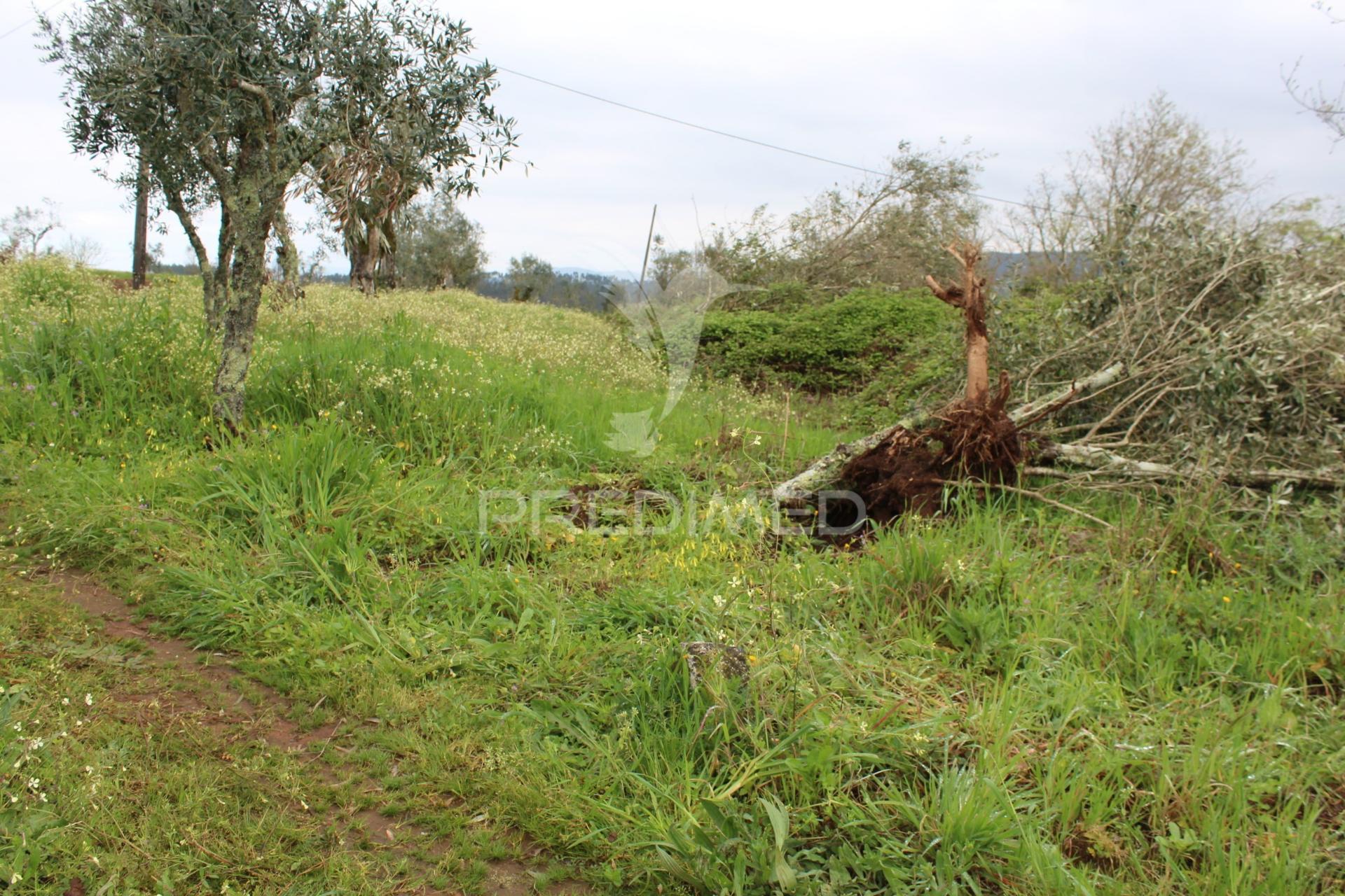 Terreno de floresta