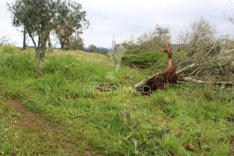 Terreno de floresta