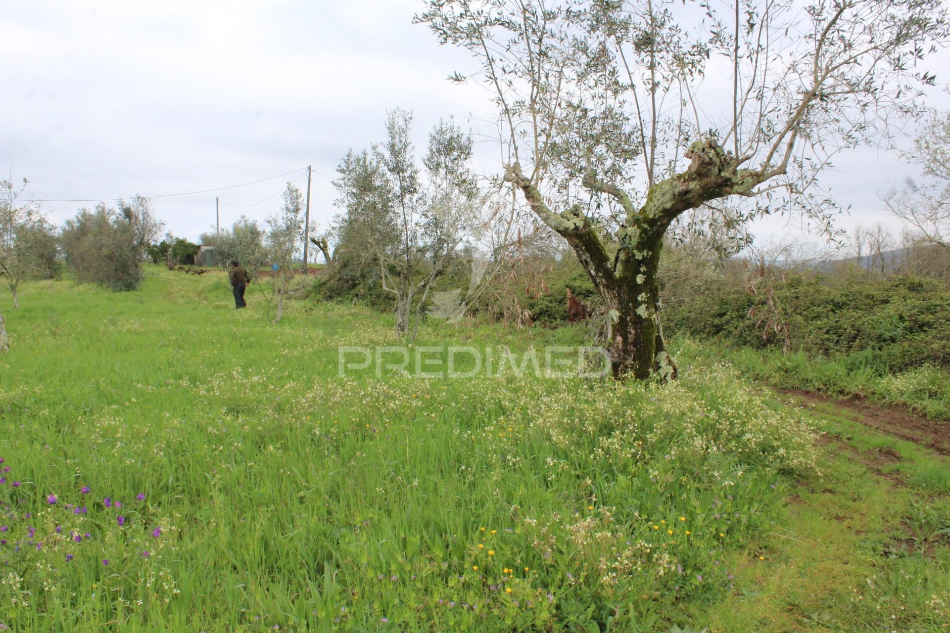 Terreno rustico
