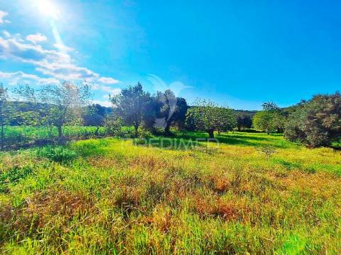 Terreno rustico em loulé com acesso directo