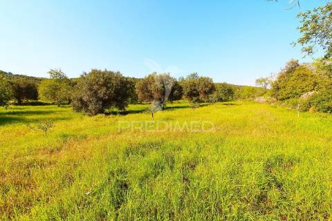 Terreno rustico em loulé com acesso directo