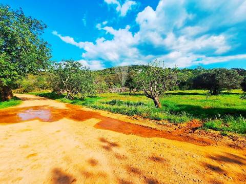 Terreno rustico em loulé com acesso directo