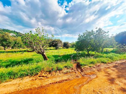 Terreno rustico em loulé com acesso directo
