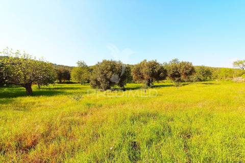 Terreno rustico em loulé com acesso directo