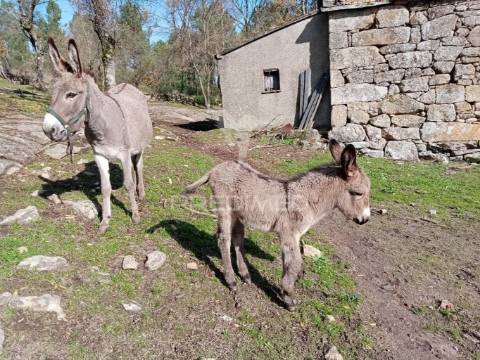 Quintinha p/ recuperar em torgueda - vila real