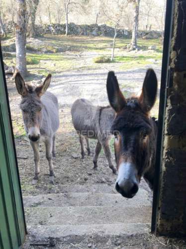 Quintinha p/ recuperar em torgueda - vila real