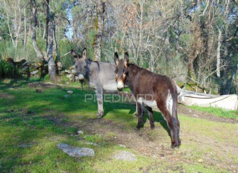 Quintinha p/ recuperar em torgueda - vila real