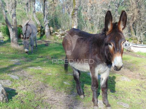 Quintinha p/ recuperar em torgueda - vila real