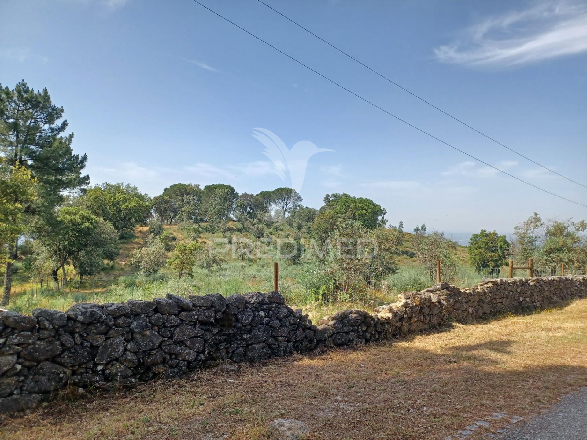 Terreno rústico 5,425 ha - portalegre