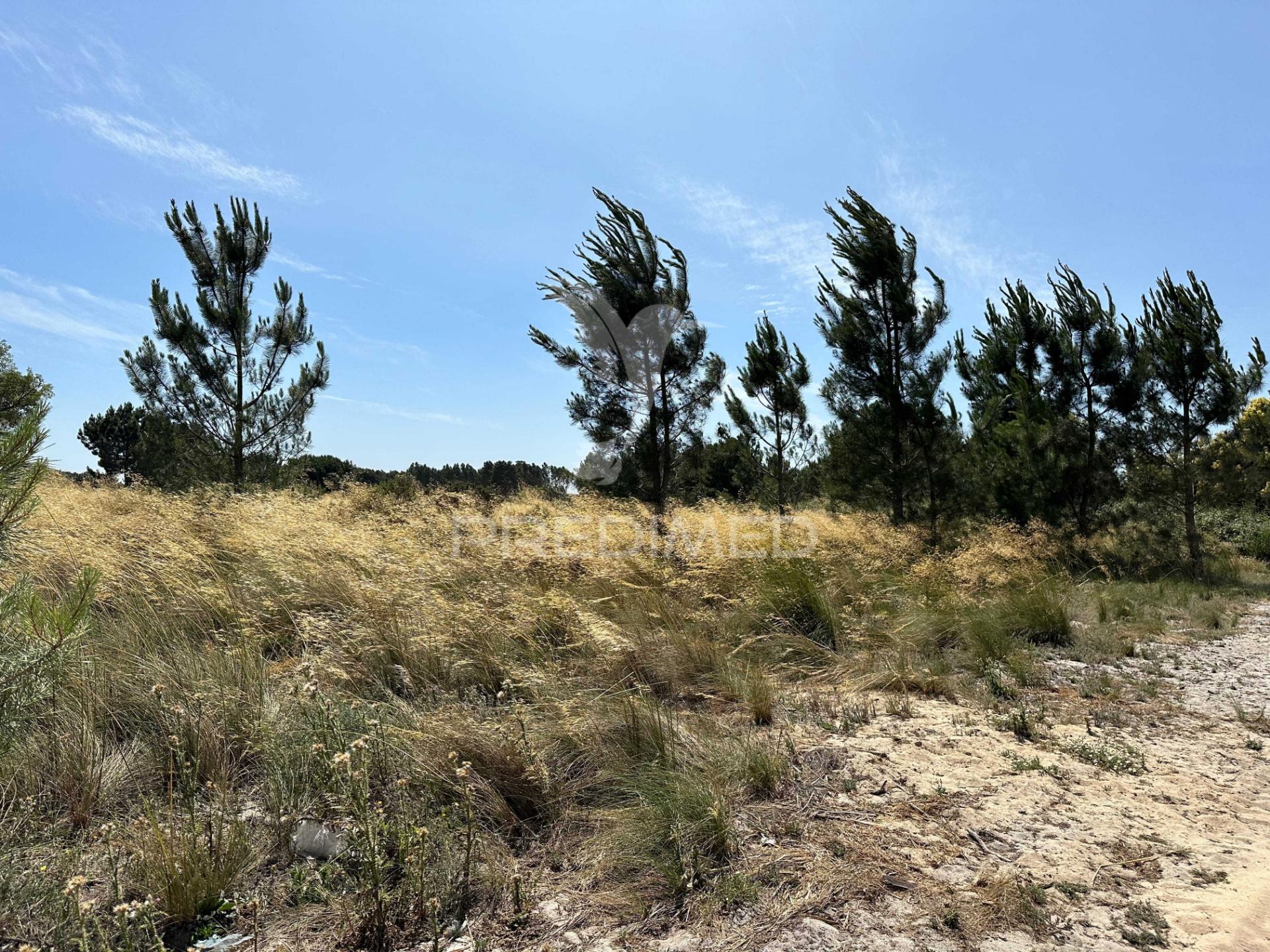 Terreno 9500m2 a 15 minutos do montijo