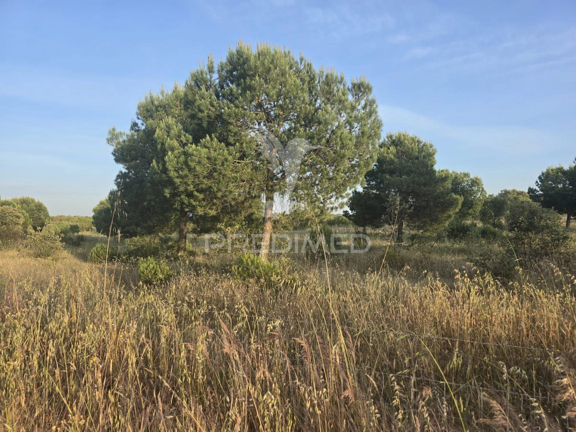 Herdade com 55,9 hectares e ruína com potencial turístico no concelho de  ourique – baixo alentejo