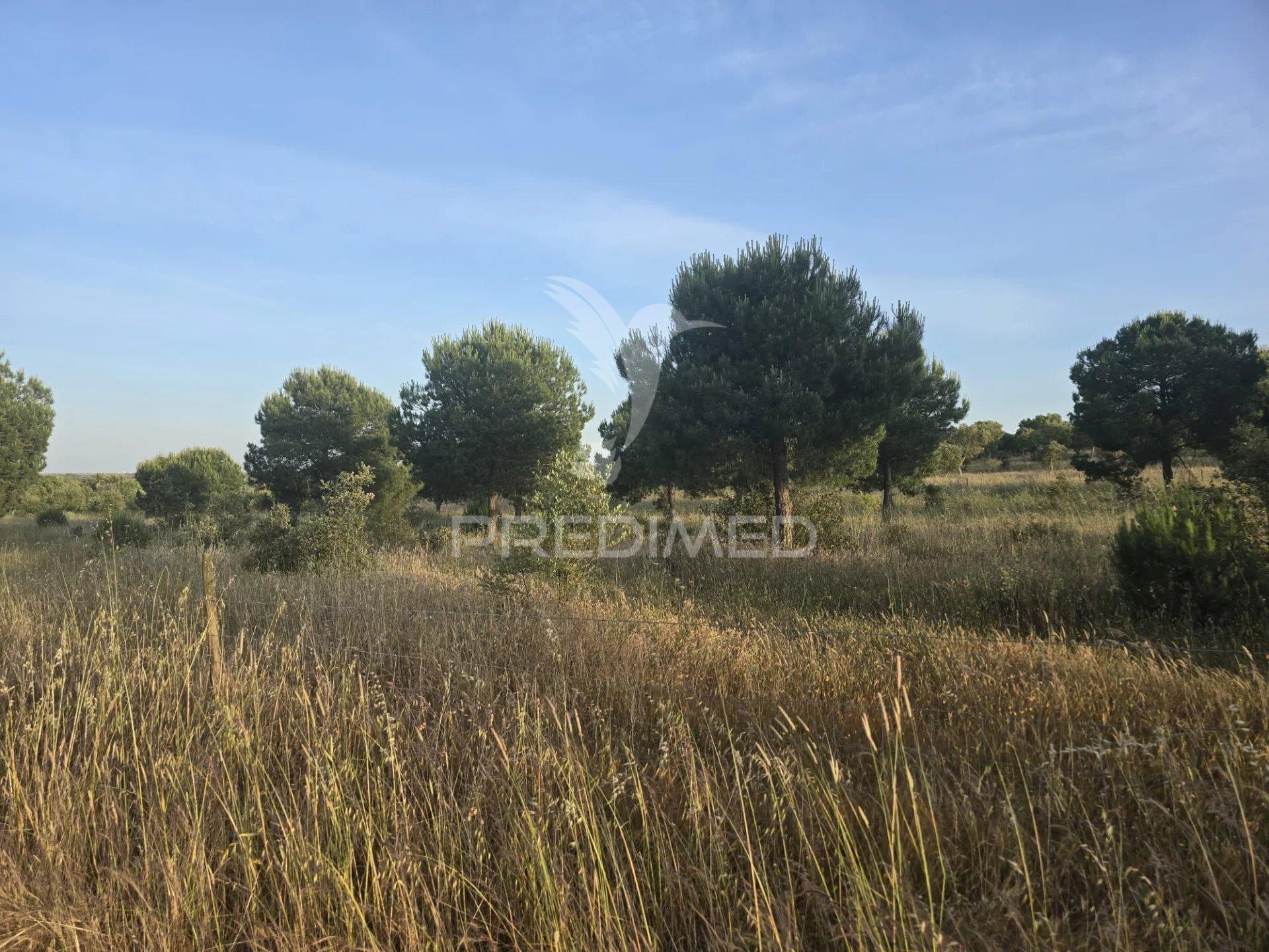 Herdade com 55,9 hectares e ruína com potencial turístico no concelho de  ourique – baixo alentejo
