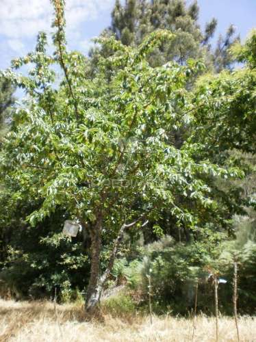 Quinta t6 com 5,6 hectares, duas moradias e água própria | gouveia