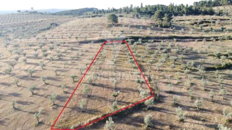 Moradia com terreno e olival à venda na bouça – mirandela