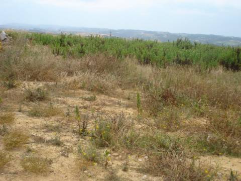 Terreno rústico na Ericeira