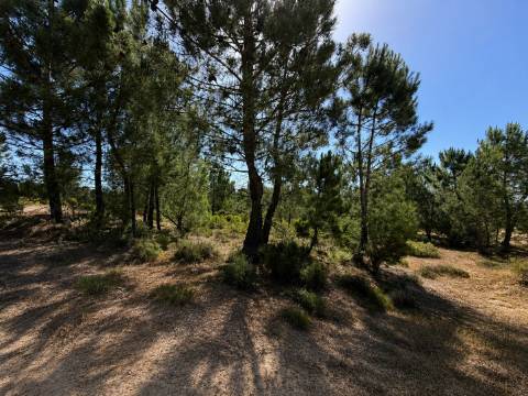 Oportunidade de investimento estratégico em Azeitão - 185.000€