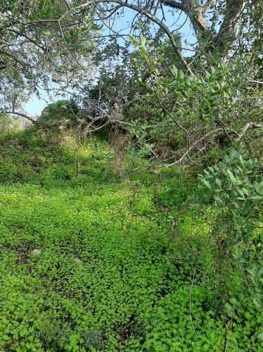 Terreno Rustico Rua da sic