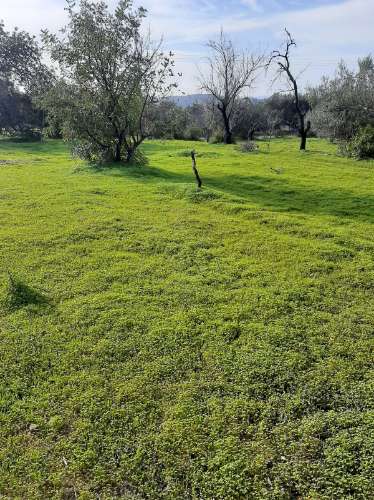 Terreno Rustico Rua da sic