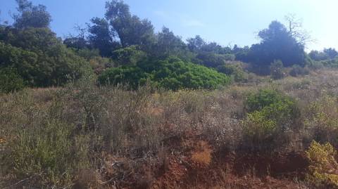 Terreno com 3 Ruinas em Vale Judeu