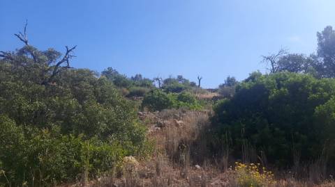 Terreno com 3 Ruinas em Vale Judeu