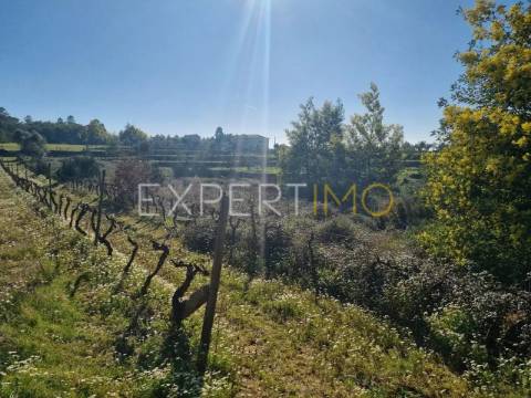 Terrenos vinícolas na região do Dão