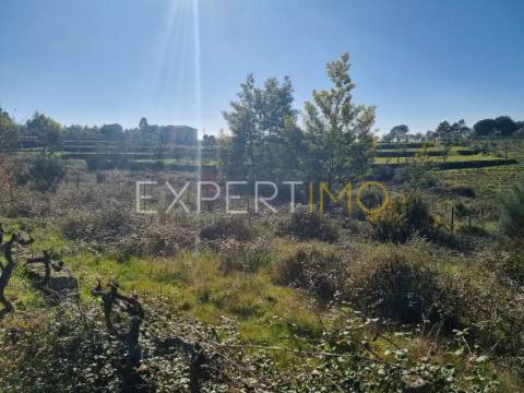 Terrenos vinícolas na região do Dão