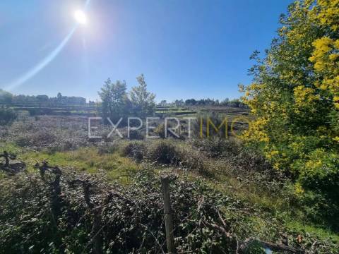 Terrenos vinícolas na região do Dão