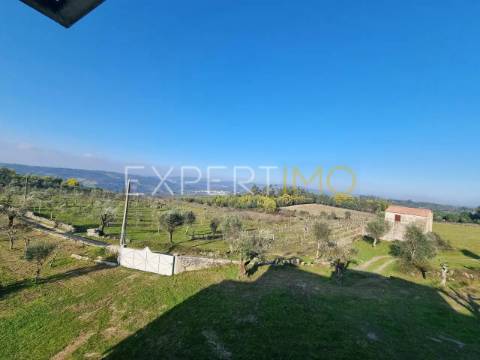 Terrenos vinícolas na região do Dão