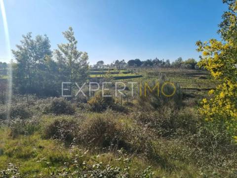 Terrenos vinícolas na região do Dão