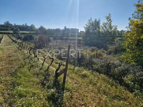 Terrenos vinícolas na região do Dão