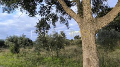 Terreno construção permitida praia do ribatejo a 3 minutos do rio Tejo 13 hectares