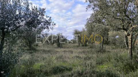 Terreno construção permitida praia do ribatejo a 3 minutos do rio Tejo 13 hectares